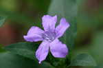 Carolina wild petunia